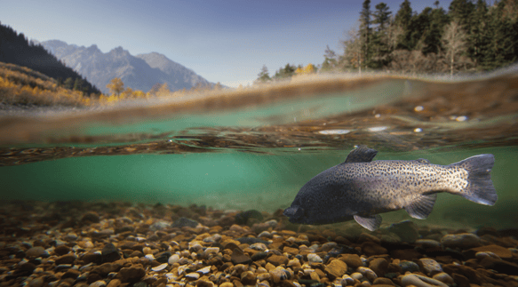 Fish in a stream