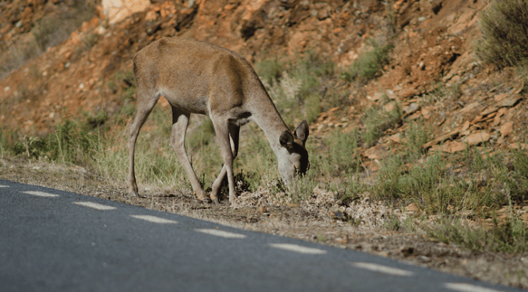 Deer feeding on roadside