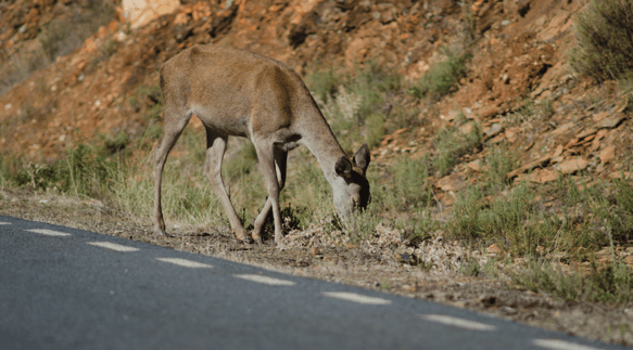 Deer feeding on roadside