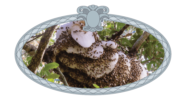 Winter Folklore bee hive high in the trees