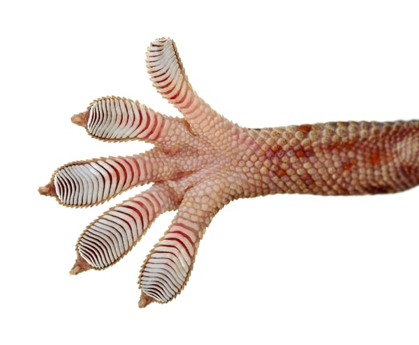 close up image of the slits in a gecko's foot