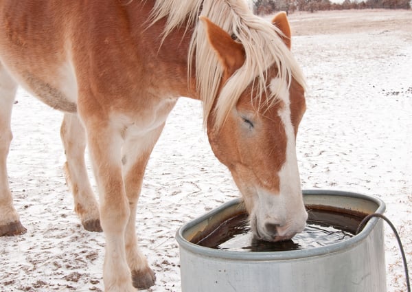 Horse drinking from a water trough during the winter