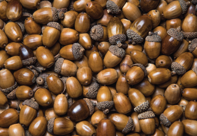 Large acorn harvest
